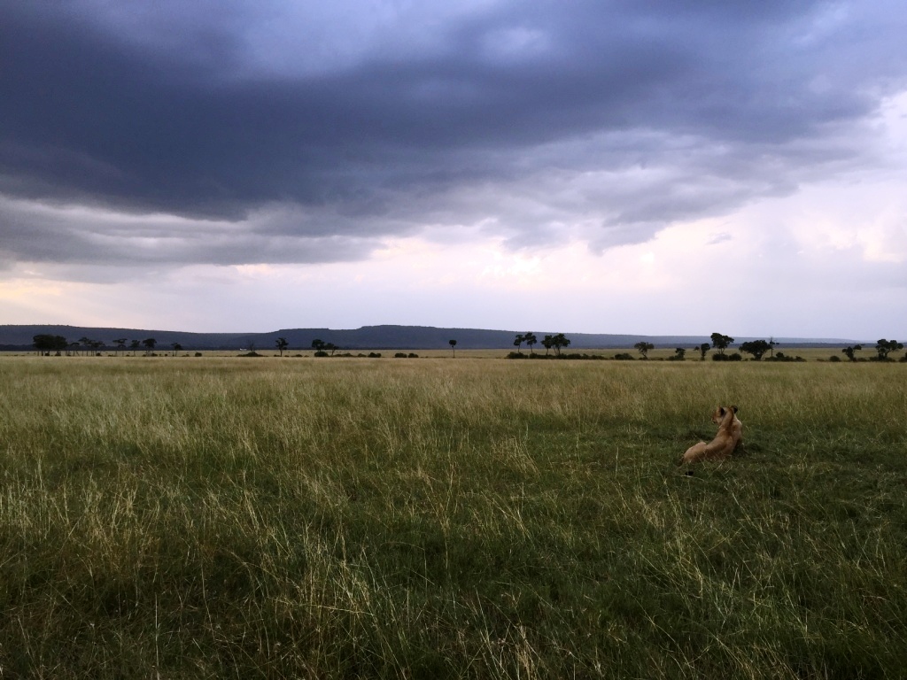 copy-of-lion-in-kenya